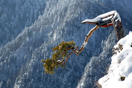 famous relic pine tree on the summit of Sokolica in Pieniny Mountains, Poland; secured after recent damagesの写真素材