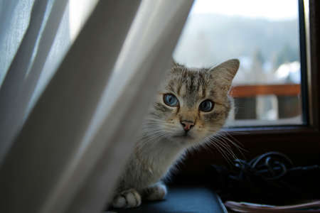cute cat with blue eyes sitting on windowsill behind white curtain