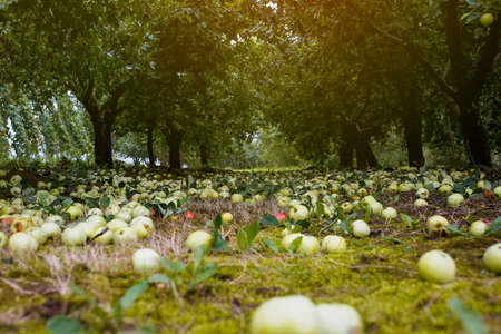 fallen apples under the tree in the orchardの写真素材