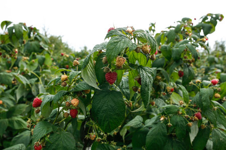 bushes of ripe raspberries ready for pickingの写真素材