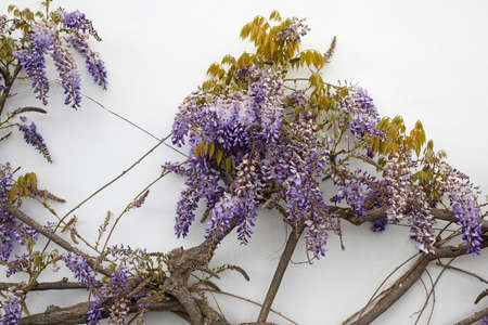 blooming wisteria violet flower on grunge white wallの写真素材