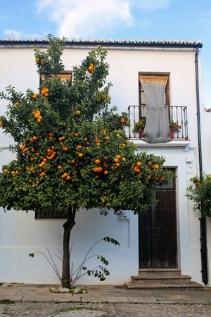 picturesque spanish street with orange treeの写真素材
