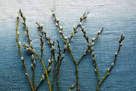 spring pussy-willow twigs on fabric background