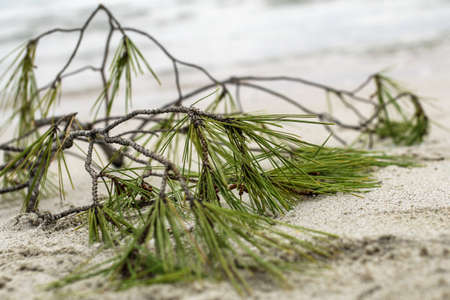 closeup of pine tree branch on the beach