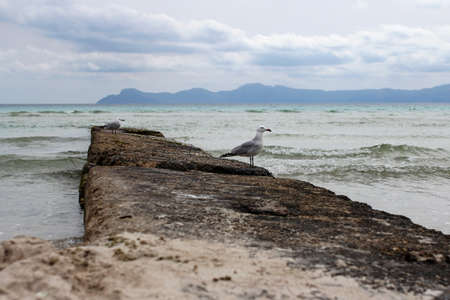 seagulls sitting on breakwater in Alcudia, Majorca, Spain