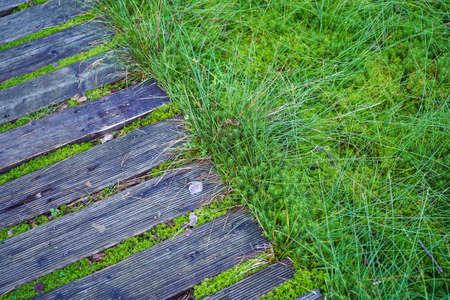 wooden walkway path alongside moss