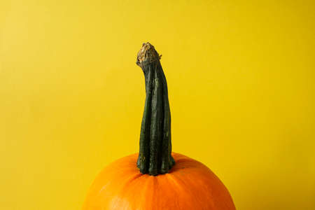 raw pumpkin on yellow backgroundの写真素材