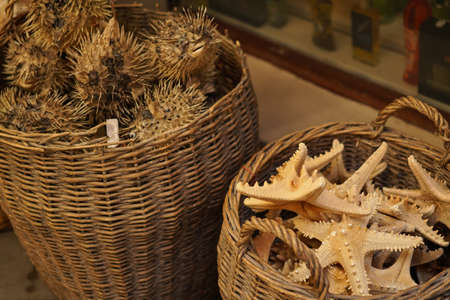 dried starfish and puffer fish in a souvenir shopの写真素材