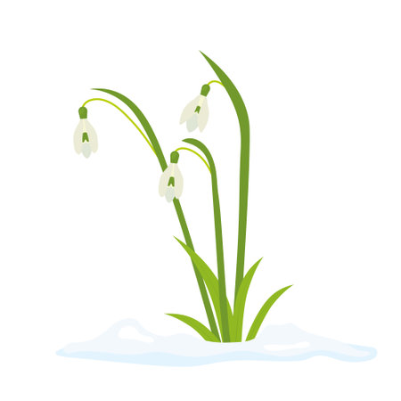 snowdrops in snow, first spring flowers -vector illustrationのイラスト素材
