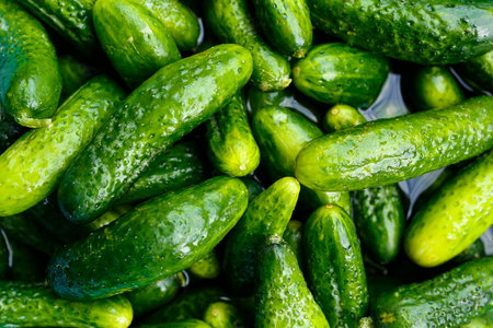 freshly picked cucumbers vegetable backgroundの写真素材