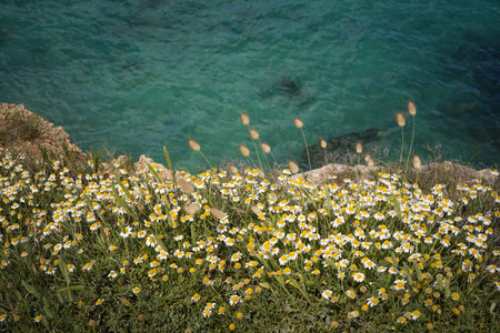 turquoise sea and daisies on the cliffの写真素材