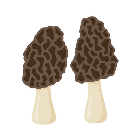 morel mushrooms icon- vector illustrationのイラスト素材