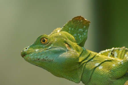 plumed basiliskの写真素材