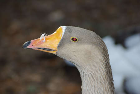 gooseの写真素材