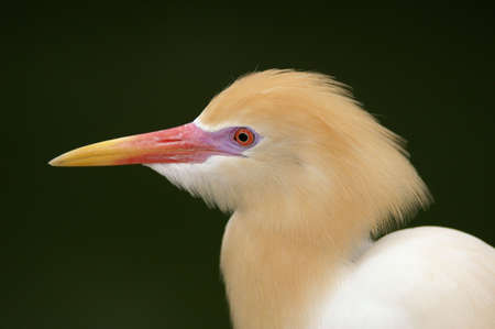Close up shot of a bird head in bird parkの写真素材