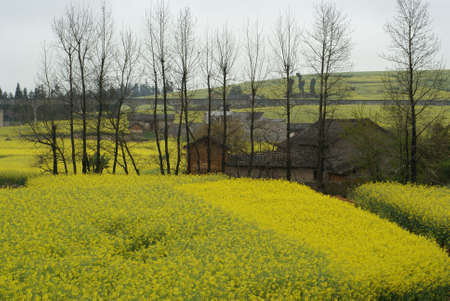 Yellow Flower farm in a rural area of China. Photo taken in the evening