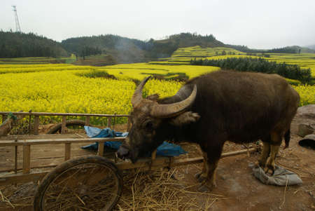 A buffalo as a transport in a Yellow Flower farm in a rural area of China. Photo taken in the...