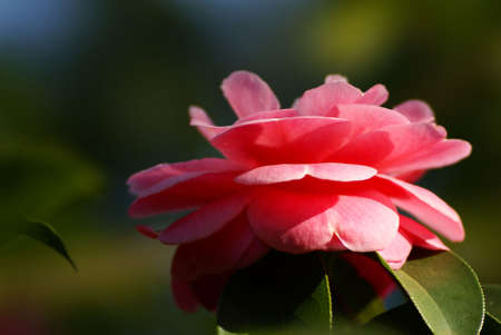 a pink camellia blooming. taken by a telephoto lens in Chinaの写真素材