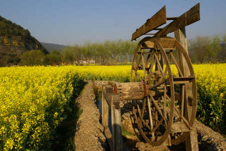 Yellow Flower farm with a water wheel in a rural area of China. Photo taken in the morning.