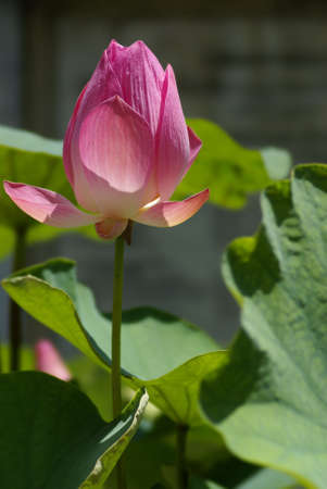 A blooming pink lotus taken by a telephoto lensの写真素材