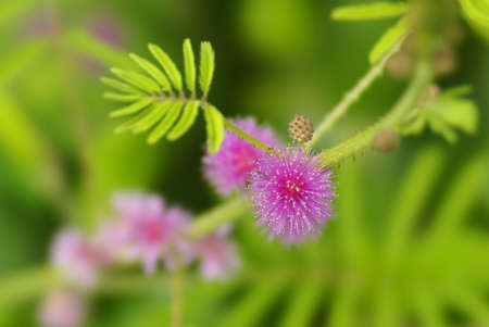 A close up shot of a Touch-Me-Not by a micro lenseの写真素材