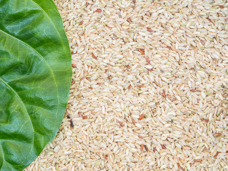 Thai organic rice with a fresh leaf.の写真素材