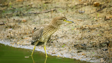bird looking for food at riverbank