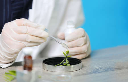 Biochemistry specialist experiment on Natural organic botany and scientific glassware, Alternative herb medicine, Natural skin care beauty products, Research and development conceptの写真素材