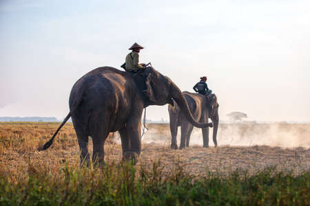 Thailand Countryside; Silhouette elephant on the background of sunset, elephant Thai in Surin Thailand.の写真素材