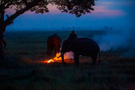 Thailand Countryside; Silhouette mahout and elephant on the background of sunset, elephant Thai in Surin Thailand.の写真素材