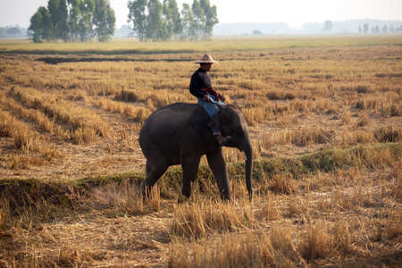 Thailand Countryside; Silhouette mahout and elephant on the background of sunset, elephant Thai in Surin Thailand.の写真素材