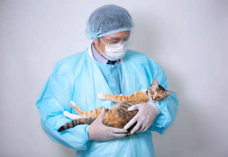 doctor holding cat and inject vaccine medicine into catの写真素材
