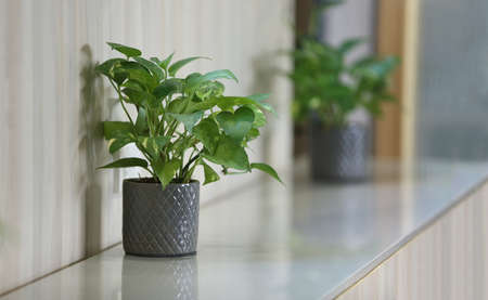 green plants in wooden pots on white shelfの写真素材