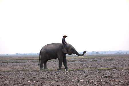 Portrait of Elephant and mahout in the forest against sunrise.の写真素材