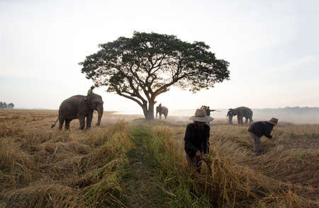 Thai farmers and elephant in rice field in Chiang Mai, Thailand.の写真素材