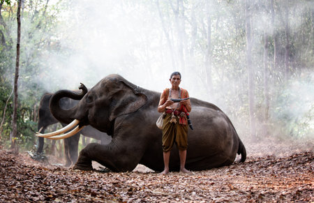 Portrait of Elephant and mahout in the forest.の写真素材