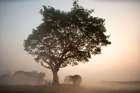 Portrait of Elephant and mahout in the forest.の写真素材
