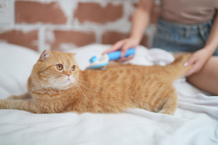 Furry friends. woman resting with cat on sofa at homeの写真素材
