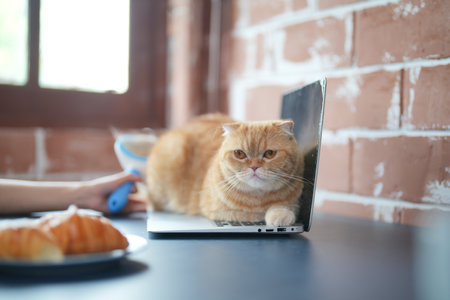 Furry friends. woman resting with cat on sofa at homeの写真素材