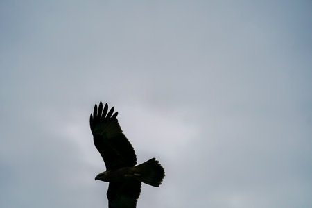 Silhouette of a bird flying in the cloudy sky. Bird of prey