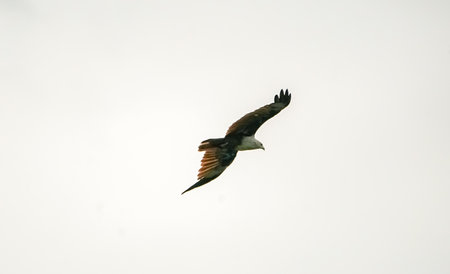 Brahminy Kite (Haliaeetus vocifer)