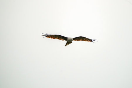 Osprey flying in the sky, bird of prey in flight