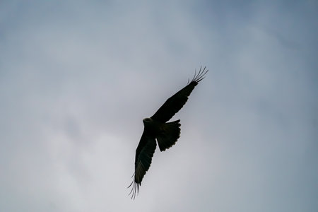 Silhouette of a Black Kite (Milvus migrans)