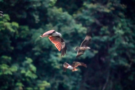 Red-billed vulture flying in the air, Thailand.