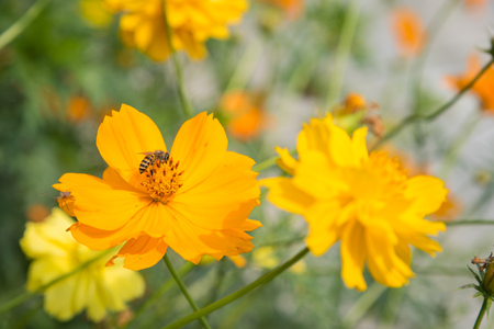 yellow casmos flowers with a bee.の写真素材
