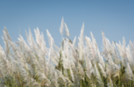Cosmos flowers with a bee.の写真素材