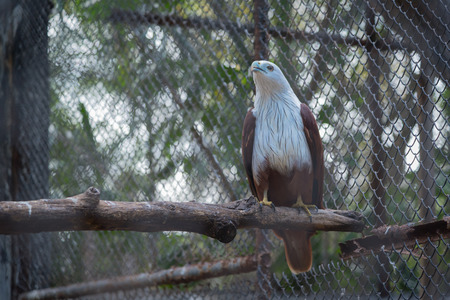 Lesser adjutant stork in the zoo.