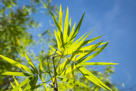The trees on sky backgroundの写真素材