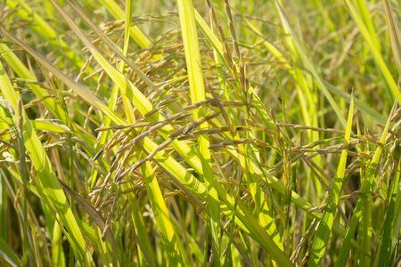 Rice field in the cornfieldの写真素材