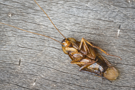 Dead cockroaches on the woodenの写真素材